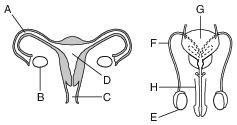 reproduction and development, defferentiation and embryonic development fig: lenv82012-exam_g14.png